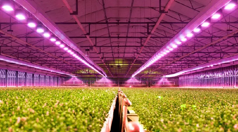 💡🌿 Смена ламп может изменить потребность растения в питании