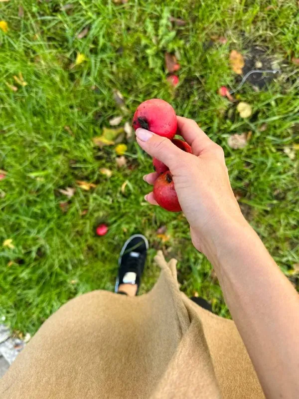 Время сейчас такое: повсюду яблоки 🤩