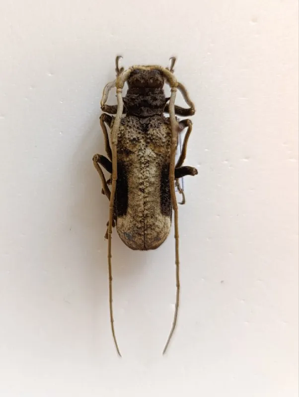 #Cerambycidae