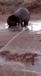 🦔 Панголин тщательно следит за тем, чтобы грязь попала прямо под чешую.