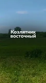 Сегодня поговорим о козлятнике восточном - многолетней бобовой культуре с неоднозначной репутацией.