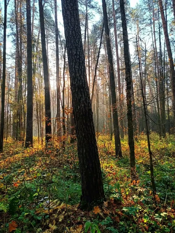 сегодня на обед индийское сабджи, потому что овощи и не думают заканчиваться 🫠
