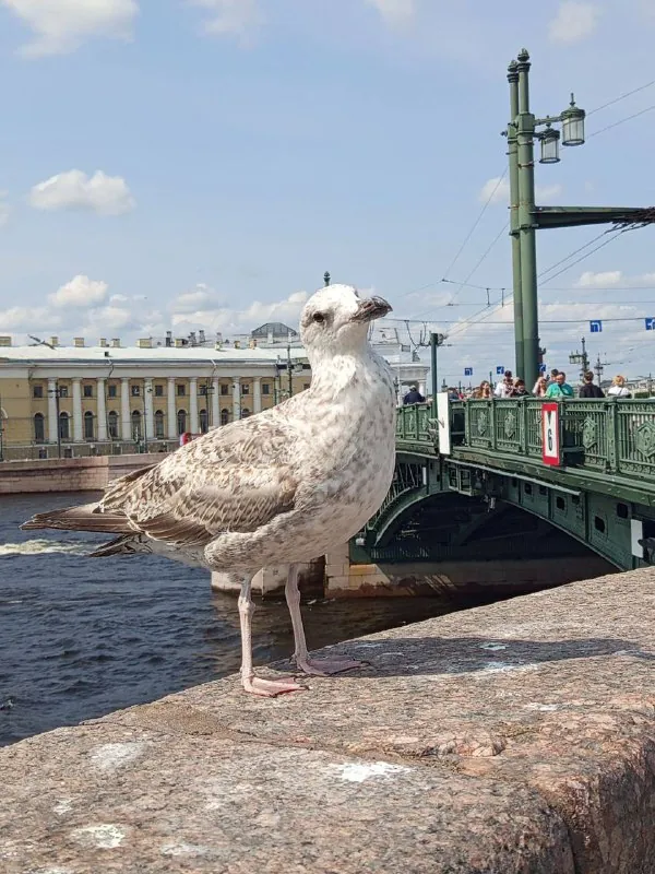 Милейшая чайка из Питера передает вам привет😄Подруга прислала только что, как она так ее поймала, не представляю😍
