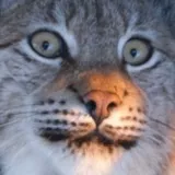 Lynx around and find out