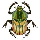 The Insect Cabinet