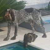 🐕‍🦺 Аргентинский ковчег 🐈‍⬛️