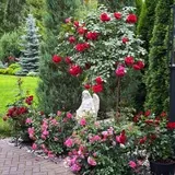 Giardino di rose 🌹 Розовый сад