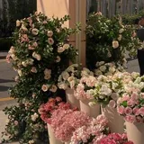 벚꽃이 만개다 💭
