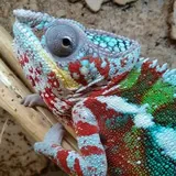 Reptile News Рептилии. Кормовые насекомые