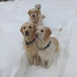 ✨Сканди Санрайз✨