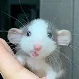 просто мыш🐭