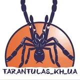 Интересности о пауках (tarantulas_kh_ua)