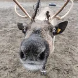 ТЕРИБЕРКА! СИЯНИЕ!