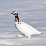 Valeriya_xoma Birds