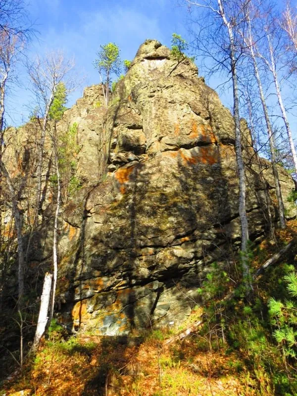 скальник Придорожный