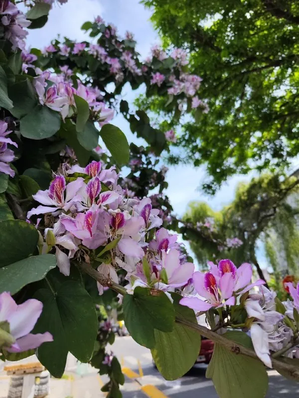 🌸 Улица, которая решила притвориться орхидеей.