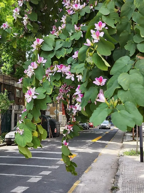 🌸 Улица, которая решила притвориться орхидеей.