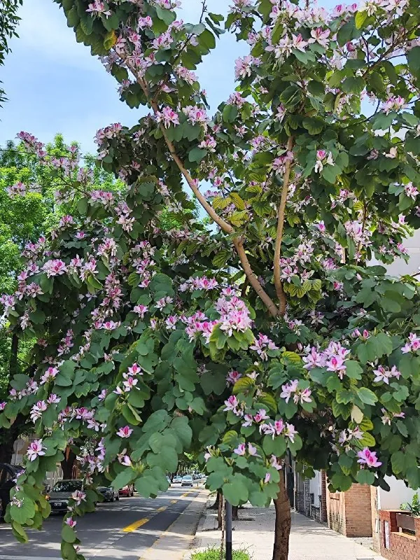🌸 Улица, которая решила притвориться орхидеей.