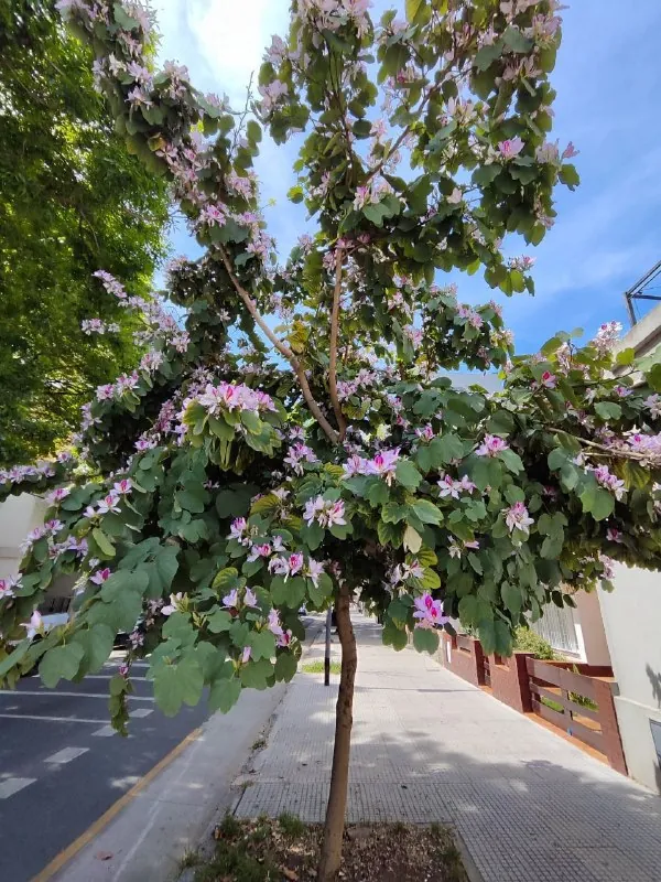 🌸 Улица, которая решила притвориться орхидеей.