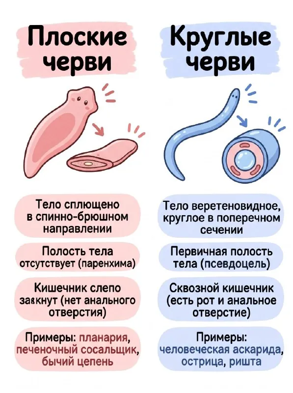 Часть 3. Зоология 🪱