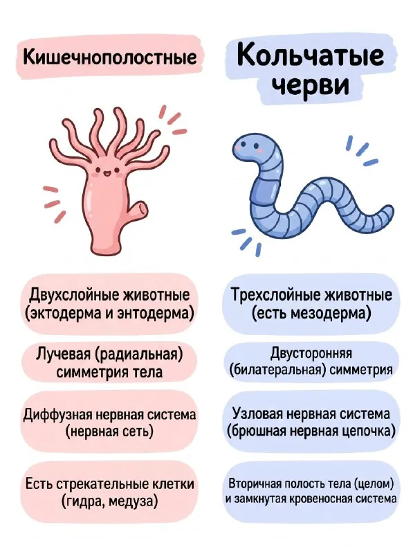 Часть 3. Зоология 🪱