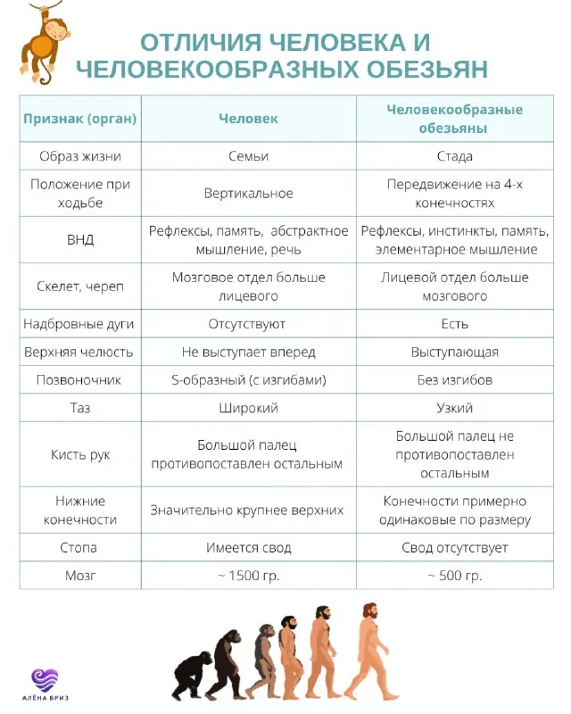 Отличия человека от человекообразных обезьян в формате удобной таблички 🔥