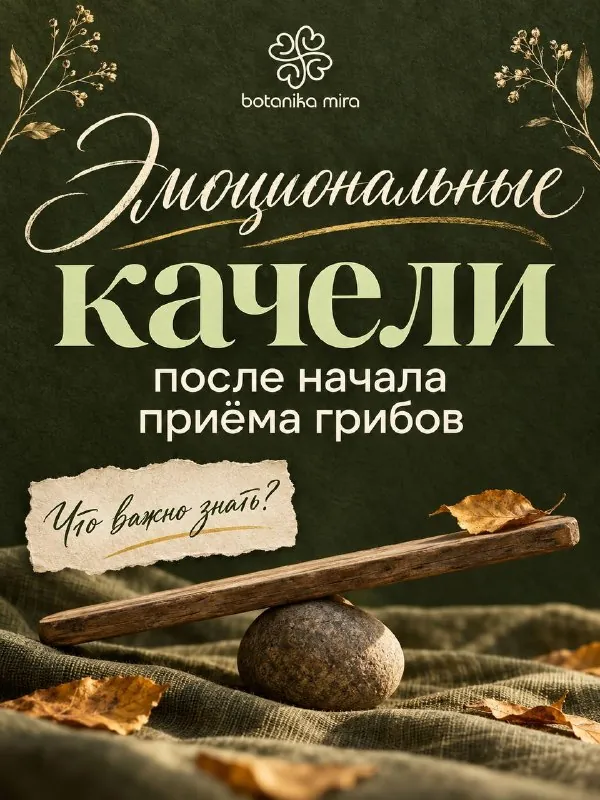 С началом приёма грибов появились эмоциональные качели и агрессия
