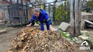 Если вы вдруг подумали, что сухие листья интересны только всяким крошечным копушам, то спешим вам доказать обратное 😁