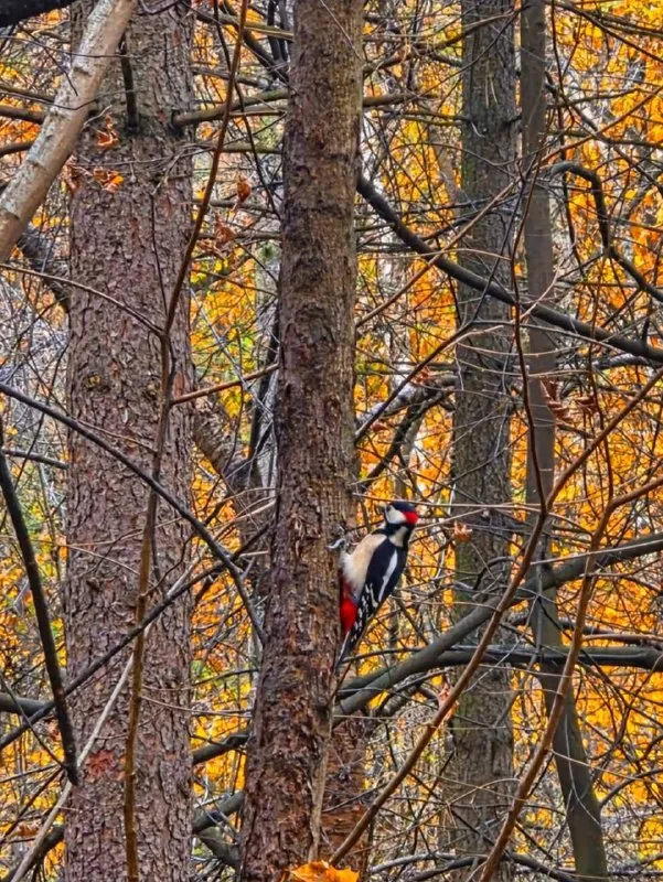Каждые выходные осени - гуляем в разных местах и парках Москвы😌🪾🍂🍁