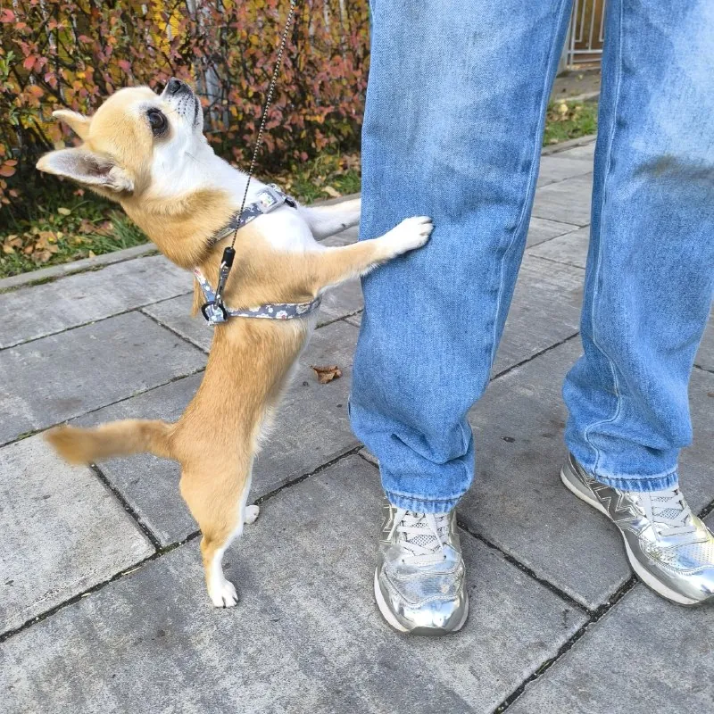 СОНЕЧКА🐾❤️