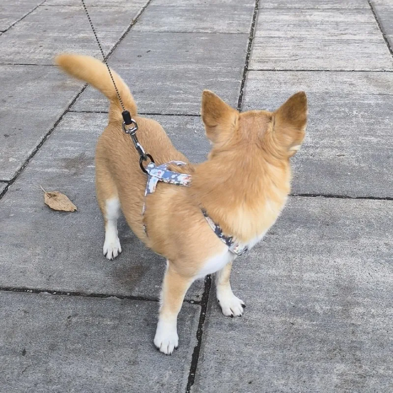 СОНЕЧКА🐾❤️