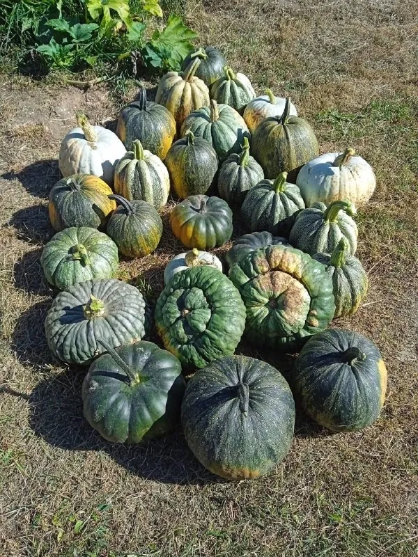 🎃 Тыквенный гид на Хэллоуин