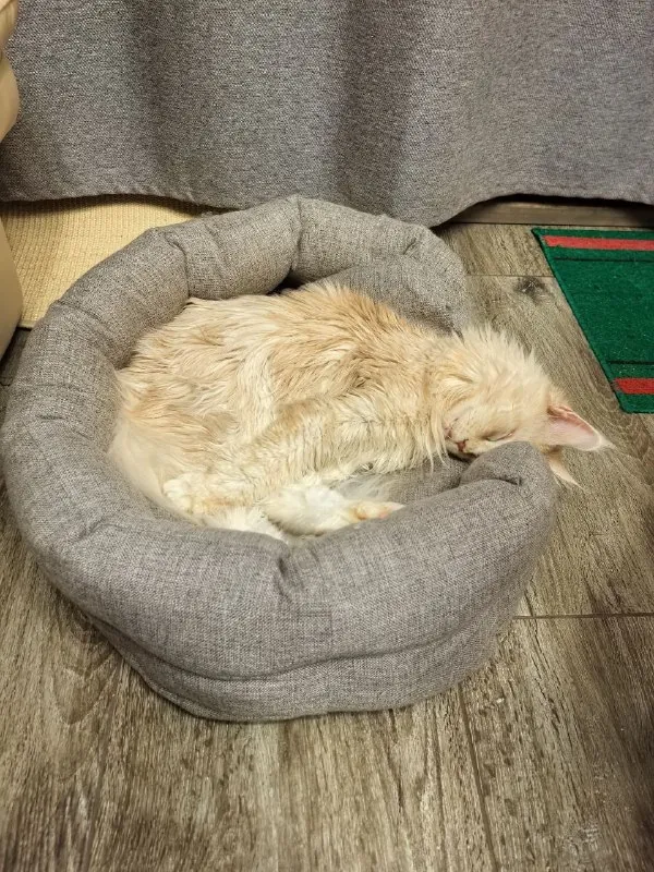 Или вот. Соседский кот раньше приходил воздыхать на Марго.
