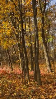 Я так люблю наблюдать листопад...