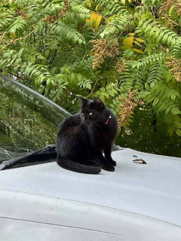 Мяу! 🐈‍⬛ опасный тип на страже порядка!