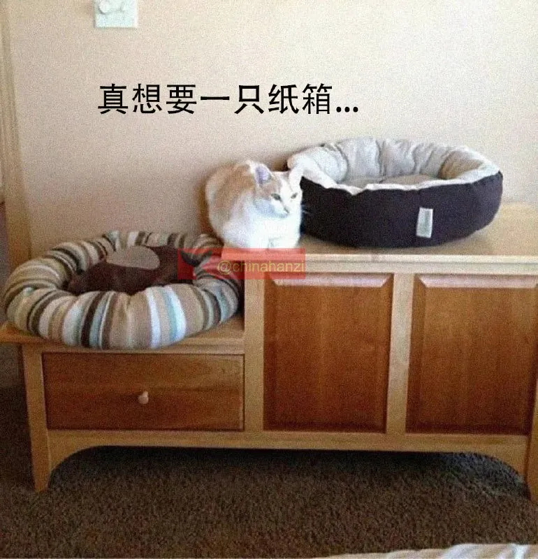 真想要一只纸箱