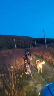 Пришла осень - вышли на тренировку и собаки.