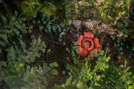 🌿Цветок-невидимка