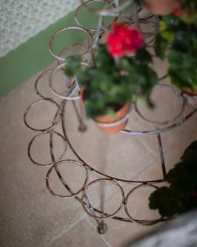 На днях, перед первыми ночными заморозками, я перенесла пеларгонию на зимовку в мастерскую 🧚🏼‍♀️