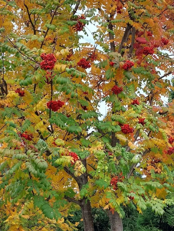 🍁 Золотая осень (и немножко зайцев)