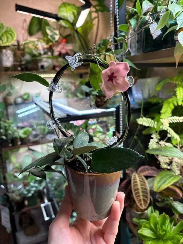 Расцвела Hoya Patella pink 🌸