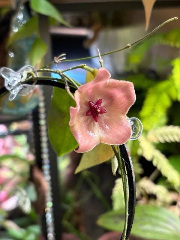 Расцвела Hoya Patella pink 🌸