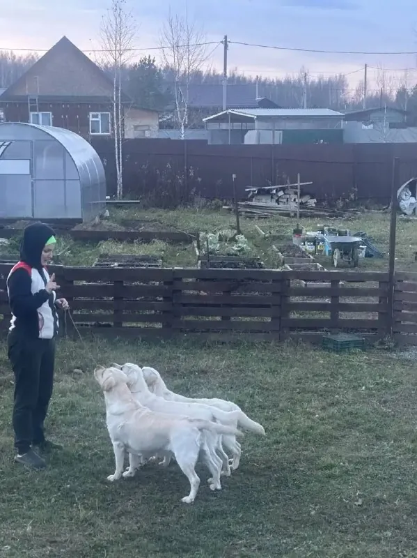 Собаки бывают разные.