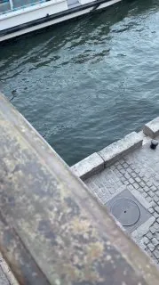 📍Собор Парижской Богоматери