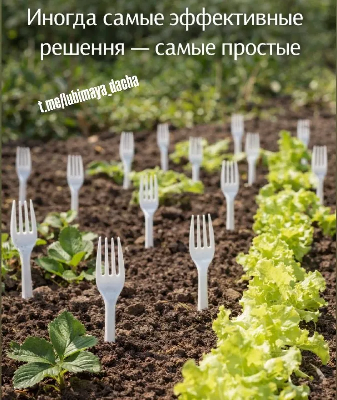 Пластиковые вилки для защиты сада — простой лайфхак.