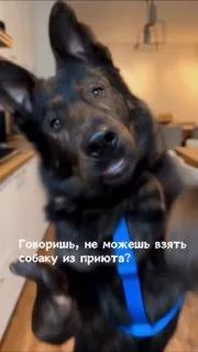 Ждёте от приютской собаки бурных перемен?