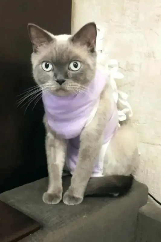 Друзья, мчим к вам с отличной новостью 🐾