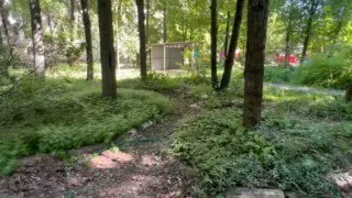 На видео - один из уголков участка вокруг песочницы ровно через 15 лет.