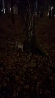 ⭐️Какая она красотка, какая она живая, бегала со мной в темноте играя...