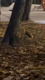 ⭐️Какая она красотка, какая она живая, бегала со мной в темноте играя...